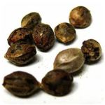 Семена марихуаны АК-47  (Seeds AK-47) в Лермонтове